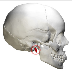 Figure 2. Styloid Process