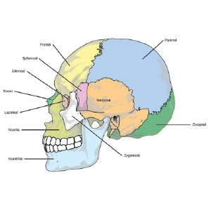 Figure 3 Skull