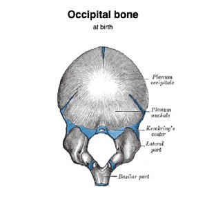 Figure 4. Infant Occiput